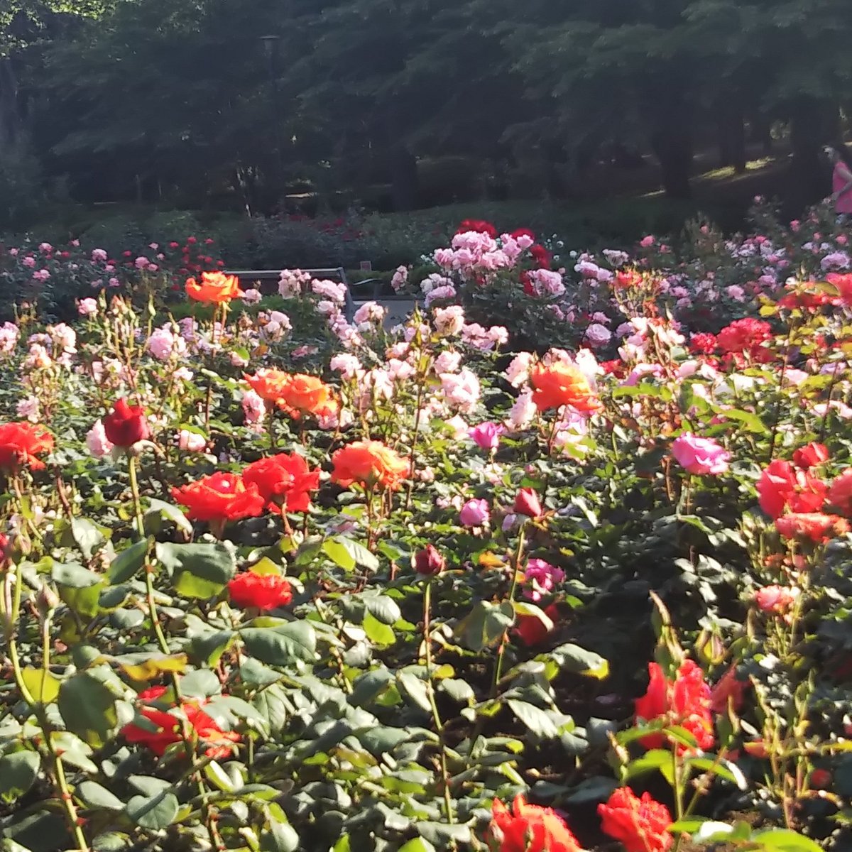 🌹 요노 공원 (Yono Park) 이미지 9